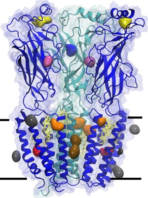 isoflurane binding to nAChR